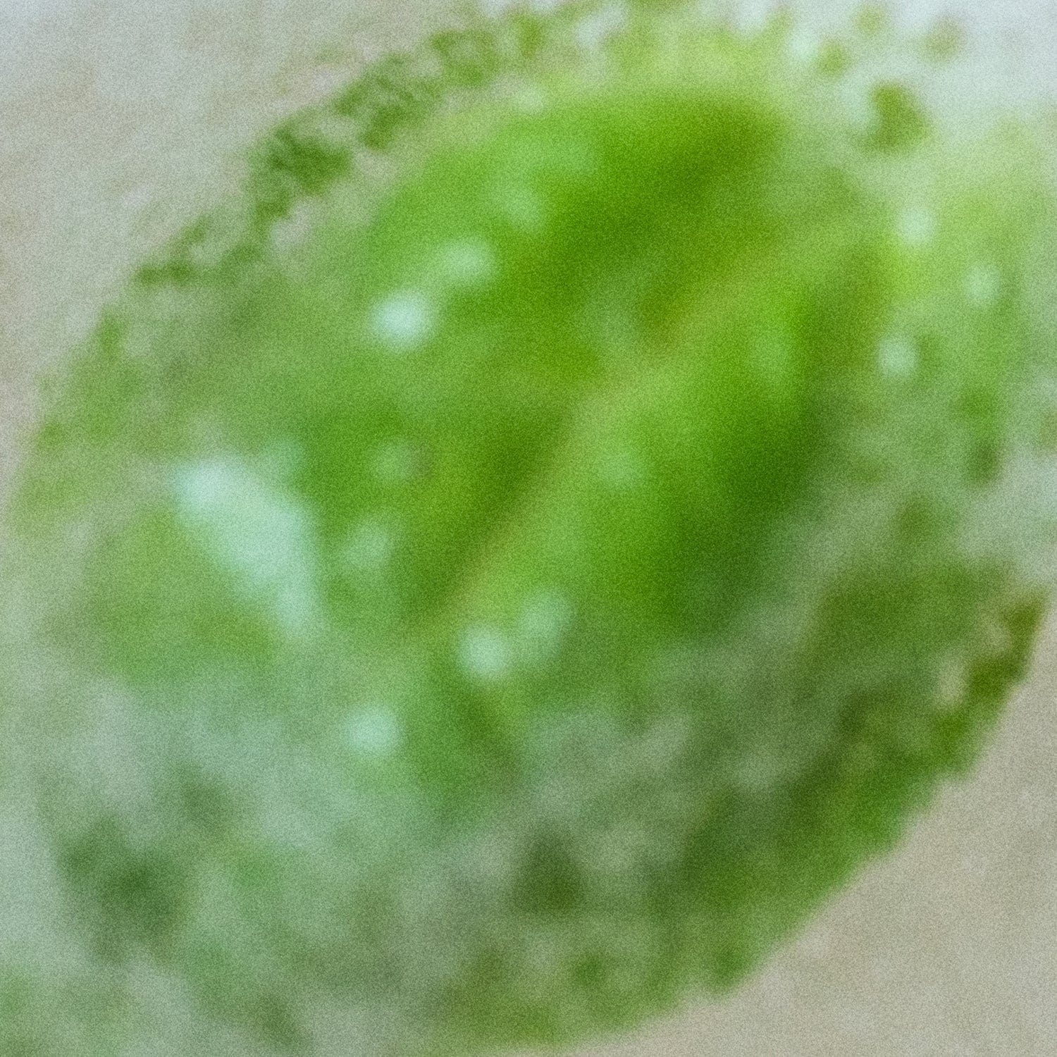 FORGET ME NOT Body Wash - Image 3