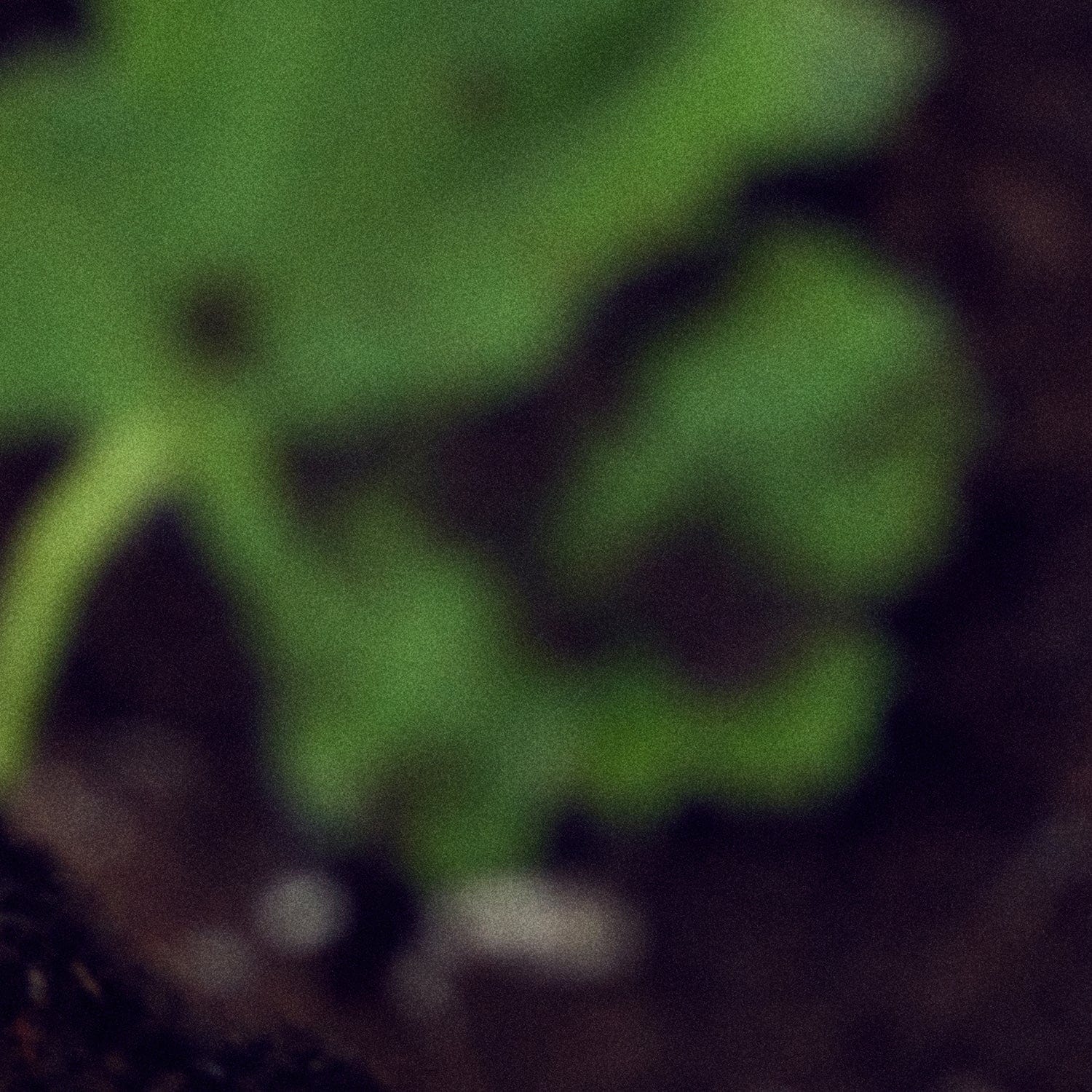 IN THE SHOWER Eau de Parfum - Image 5