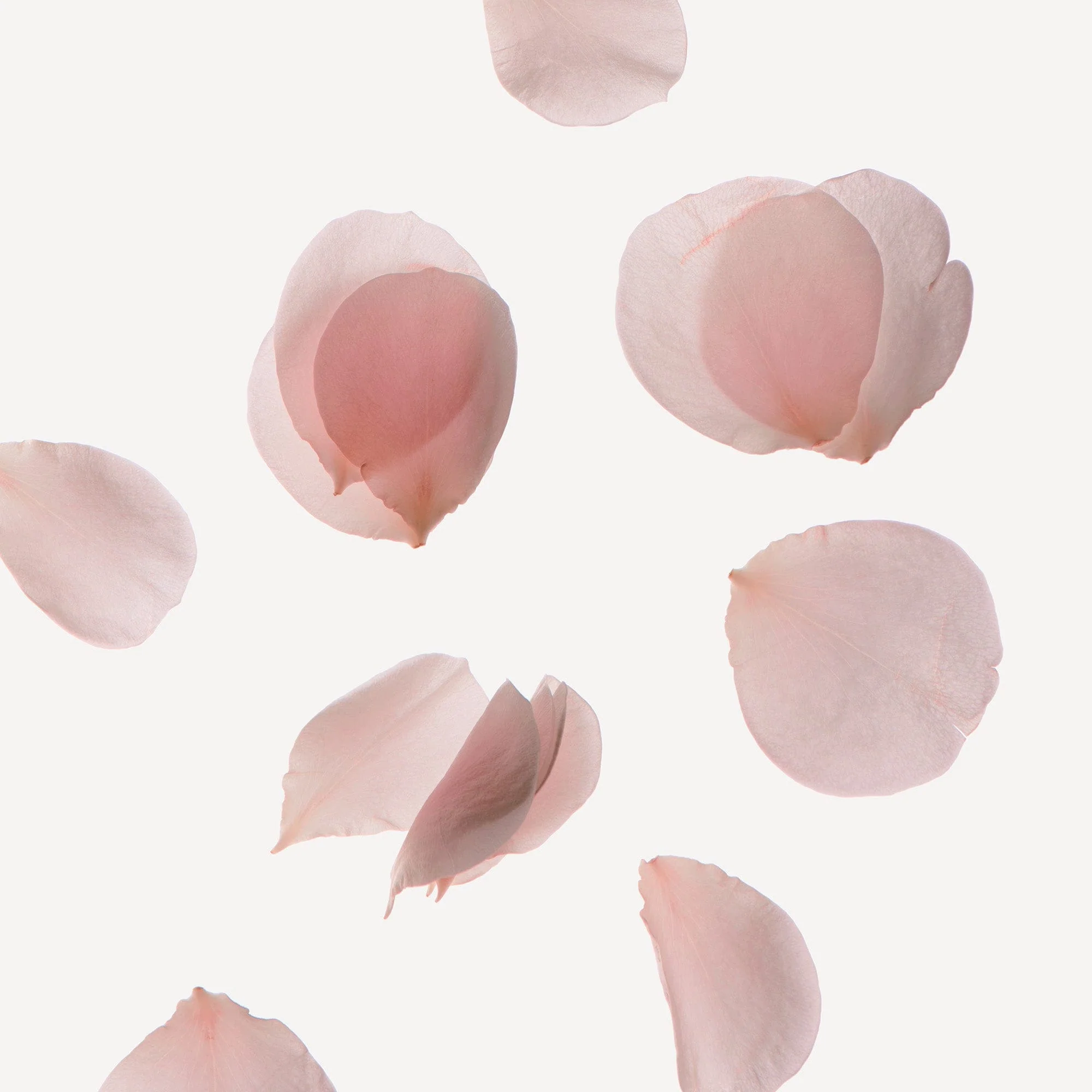 ROSE PALE Hair Serum Mist 100ml - Image 4