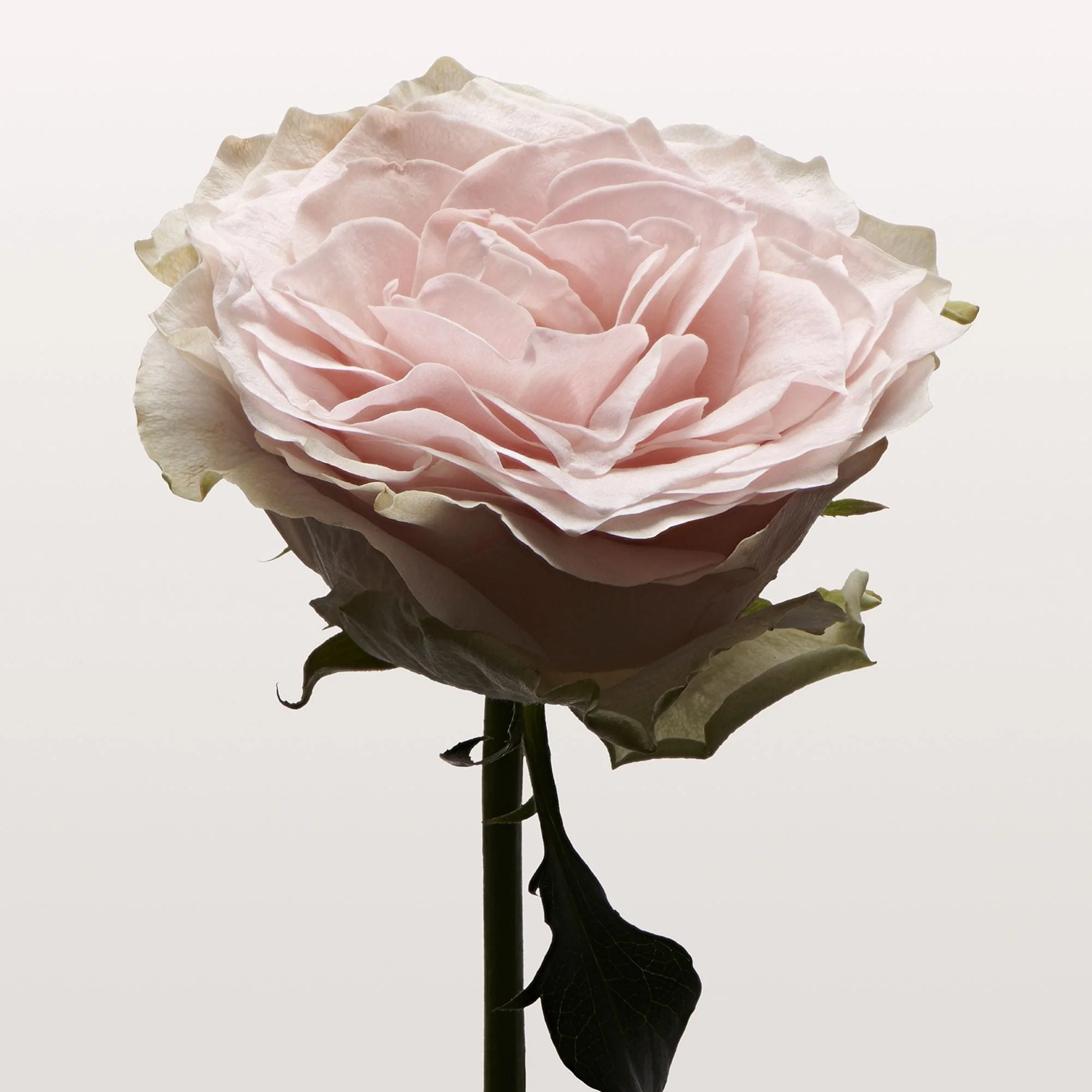 ROSE PALE Hair Serum Mist 100ml - Image 5